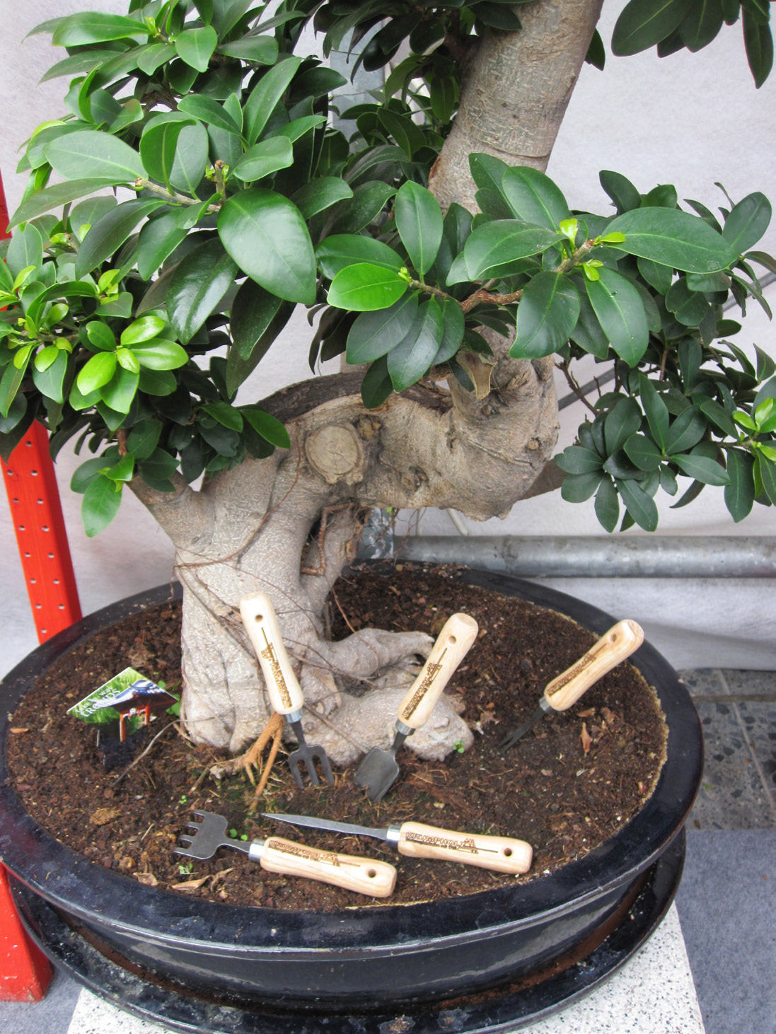 Bonsai kypřící hrábičky Krumpholz, 40g (1419)