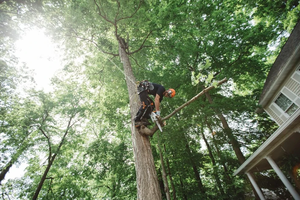 STIHL MS 151 TC-E